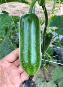 #HG1371-Fong Show F1