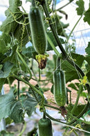 #HG1371-Fong Show F1