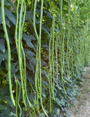 #BL1488-You Fong Wong