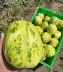 Chinese Oriental Melon
