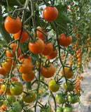 Sungold cherry tomato