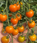 Sungold cherry tomato