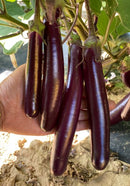 #EP1641-Jalna Purple F1