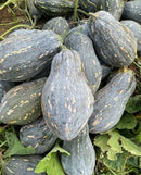 winter squash Sweet Taro hybrid