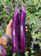 Chinese eggplant holding in hands