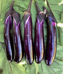 Chinese eggplant