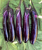 Chinese eggplant