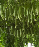 #BM1557-Joy Green F1