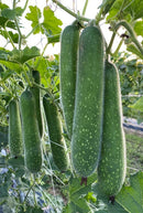 #HG1595-Mokwa Long F1