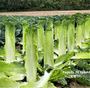 #CC1547-Pagoda 70 F1