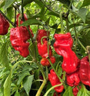 #PP1612-Shangri-La F1