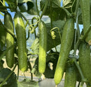 Chinese  cucumber on the vine