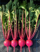 #TU1653-Aishinku Impr. F1