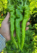 Chinese Long Cayenne Pepper