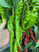 Chinese Long Cayenne Pepper