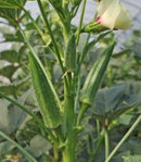 #OK1355-Lucky Green F1