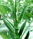 #OK1562-Lucky Green #2 F1