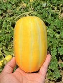 Oriental Korean Melon/Hangul(참외)香瓜