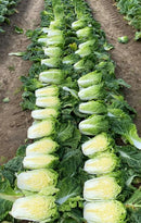 #CC1628-Mini Napa #4 F1