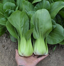 Green Pak Choy 上海白
