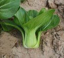 Green Pak Choy