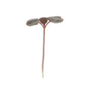 Bicolor Perilla (Shiso) for microgreen