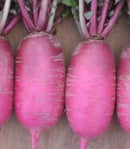 Oriental Radish-Orient Ruby hybrid
