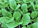 #PW1481-Tall Stem Bok F1