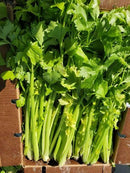 #CE1383-Chinese Yellow Stem