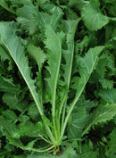 #MU1109-Jiu Tou Niao