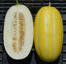 #ML1494-Golden Giant F1
