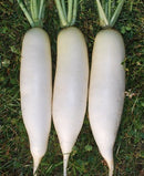 #RA1013-New White Spring F1