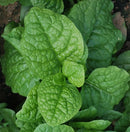 #MS1365-Big Round Leaf