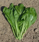 #MU1043-Small Leaf Gaichoi