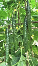 #CM1596-China Long #4 F1