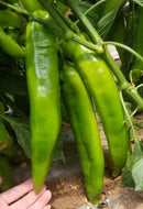 Chinese Cow Horn Pepper