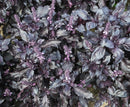 #BA1085-Purple Basil