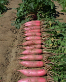 #RA1457-Orient Legend F1