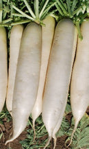 #RA1522-Spring Long White F1