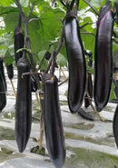Chinese black eggplant