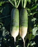 #RA1553-Lu Chun #2  F1