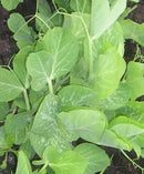 #PE1446-Oregon Sugar Pod II