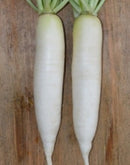 #RA1514-Daikon Spring F1