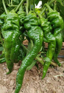 Chinese Long Cayenne Pepper