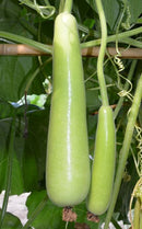 #BG1607-Green Club F1