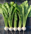 #TU1650-CR Hakuten F1