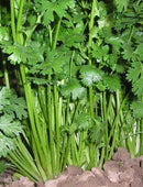 Coriander\Cilantro in the field