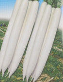 #RA1504-Mino Early Long White