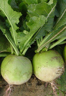 #RA1476-Mantanghong Impr F1