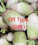 #RA1609-Orient Ruby F1